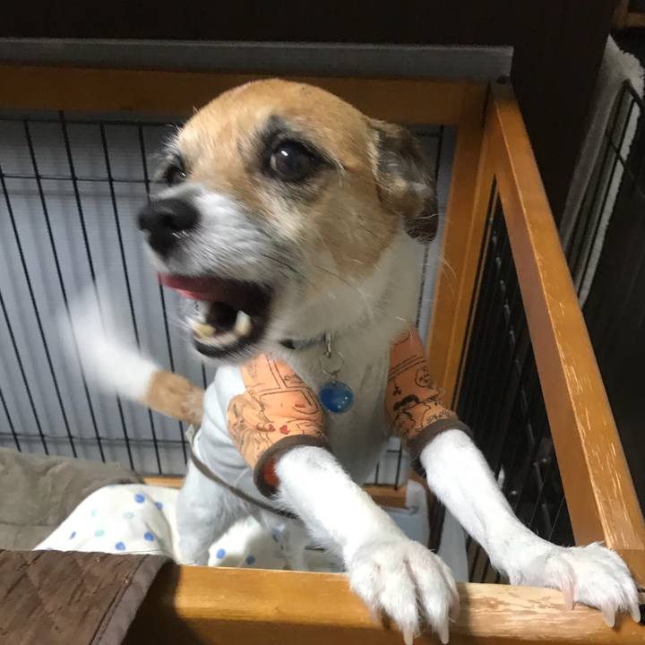 6615afdc ec72 4665 9889 d79218f45028 1528326153823