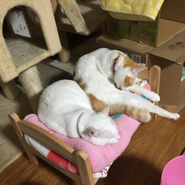 6615d3f5 1e4a 46f3 92e2 28b57c377e39 1508335265249