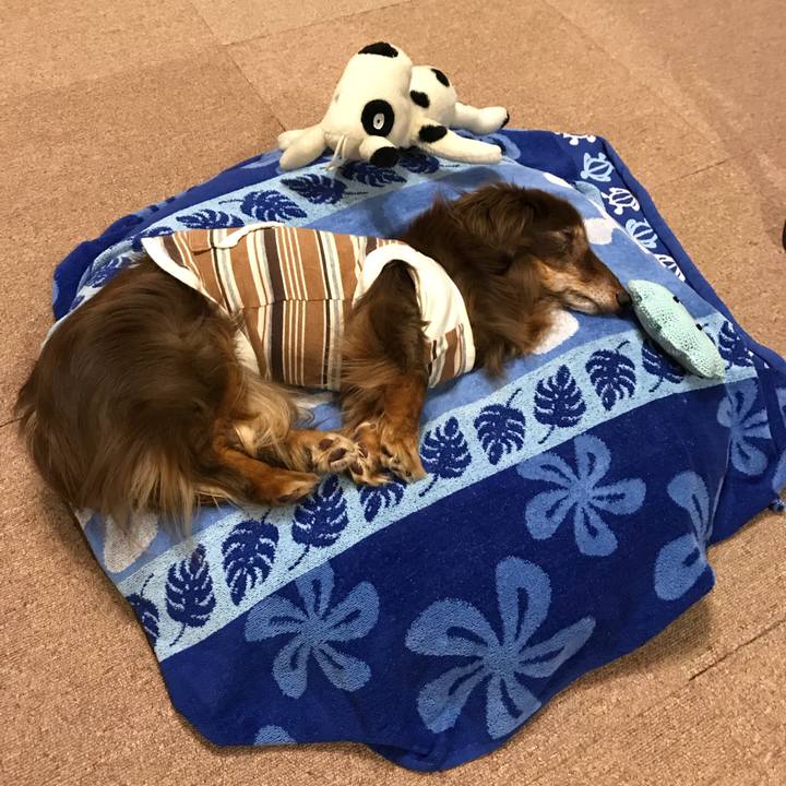 66160605 1526 454a b7dc f59497d08bb4 1524660810731