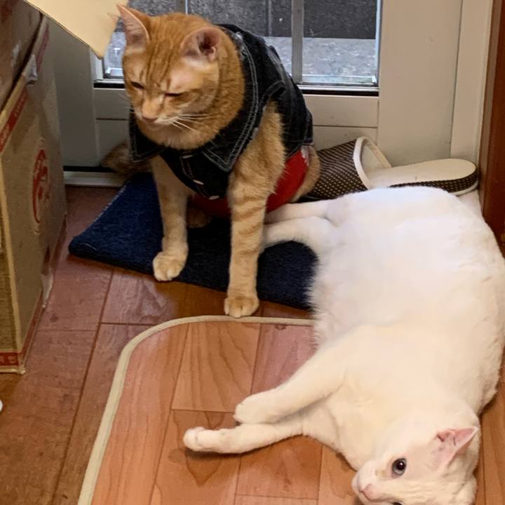 66169de1 62d1 4338 9780 687df16b4fe7 1625136838763