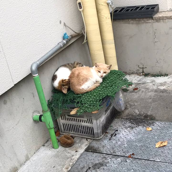 66172713 8f01 4671 9c8c 4319ee113e2b 1540640081993