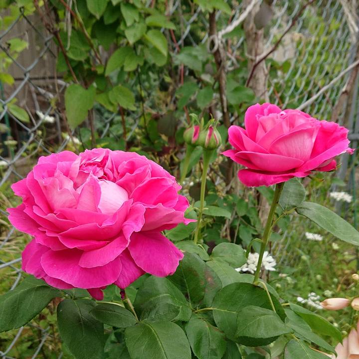 66191a7a e109 47cb a8fe 2d470e169b51 1620099441380