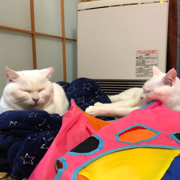 66199f6b bc2c 44a1 a586 8671cbbbd796 1554040061750