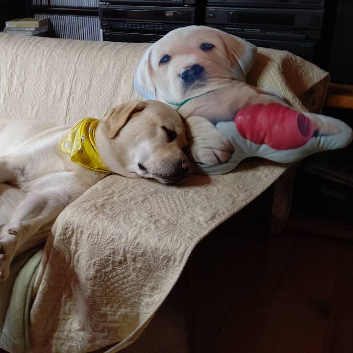 661afd6f 074c 403d bac0 275dcc1aa2c1 1602728702988