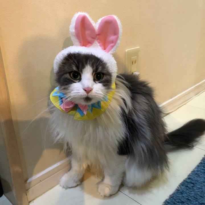 661c91a8 76d4 4159 aba1 6ca4acefd8b2 1525596413209