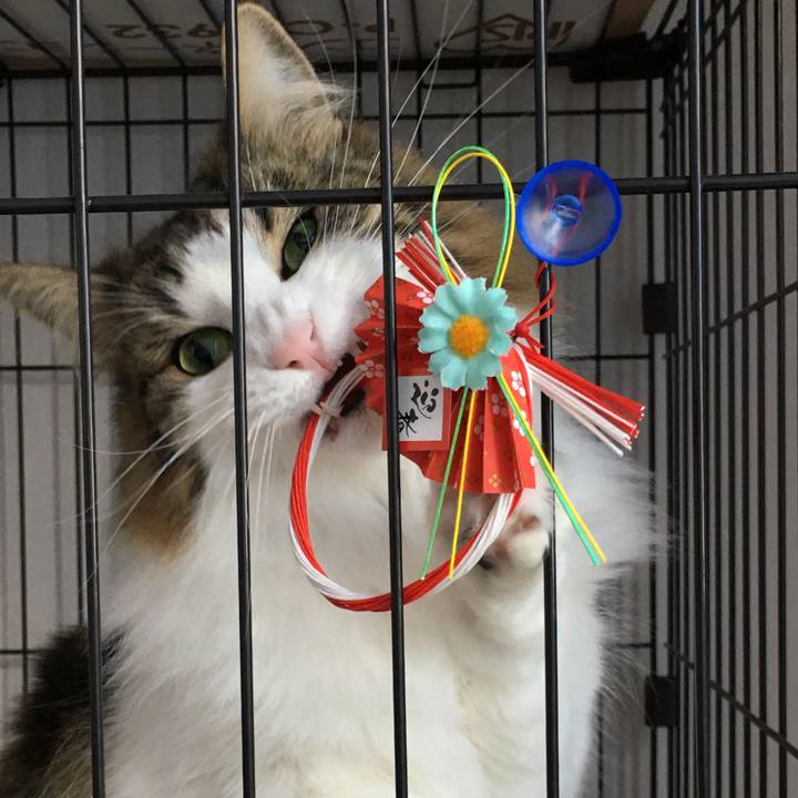 661d3e99 8eb6 4aaa 9fe6 a99271630c91 1546307982088