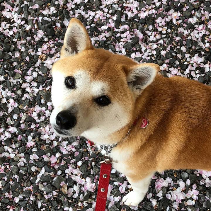 661fe461 3ef7 4636 971a 904fbb8911ed 1522753655695