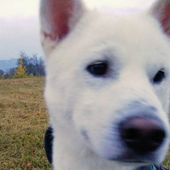 6620d98c a0fe 4545 b307 2410b5fd0da9 1541644902495