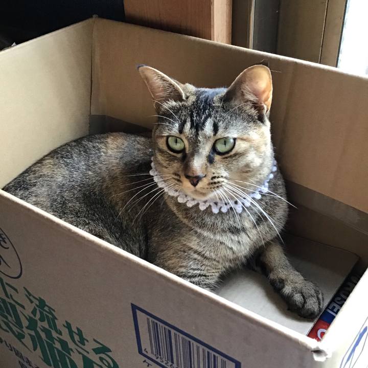 6621cefc b36d 49d0 8105 2d7936744c05 1596947893559