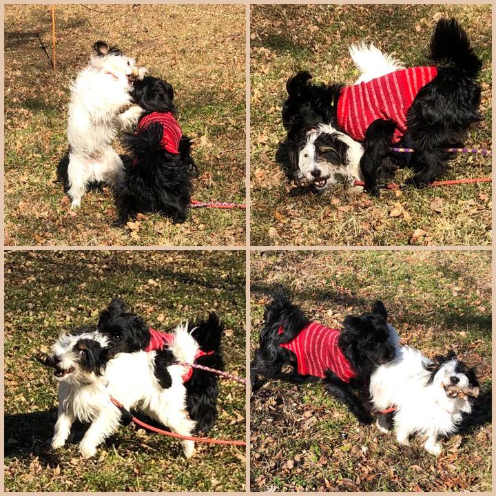 6623581a d1cd 4ce0 bcf4 e278fa00a027 1548025534292