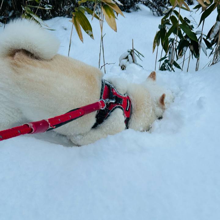 66236fe6 71df 4d3c 81a8 aec8c1da2bf2 1764887768673