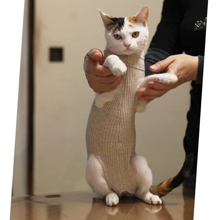 66264ada 2c52 4553 bfa2 e2e2dd2c2b5e 1548842376462