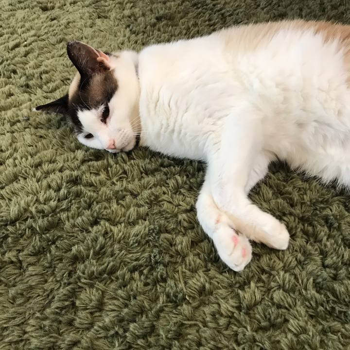 66276bed 7be9 450c 9090 376f6c400254 1590480115592