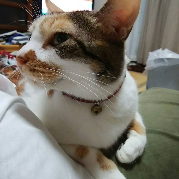 6628d915 ac1e 4ef6 80bf 2c38d7208630 1539601243610