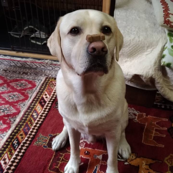 66294faa dec3 4d2d 93db c7ecb845a458 1541311136257