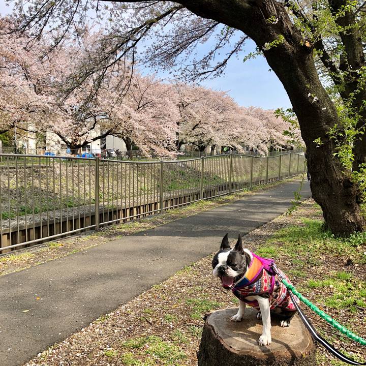 662a6987 1335 4e4a 8d6d 97103d6bded9 1585998443940