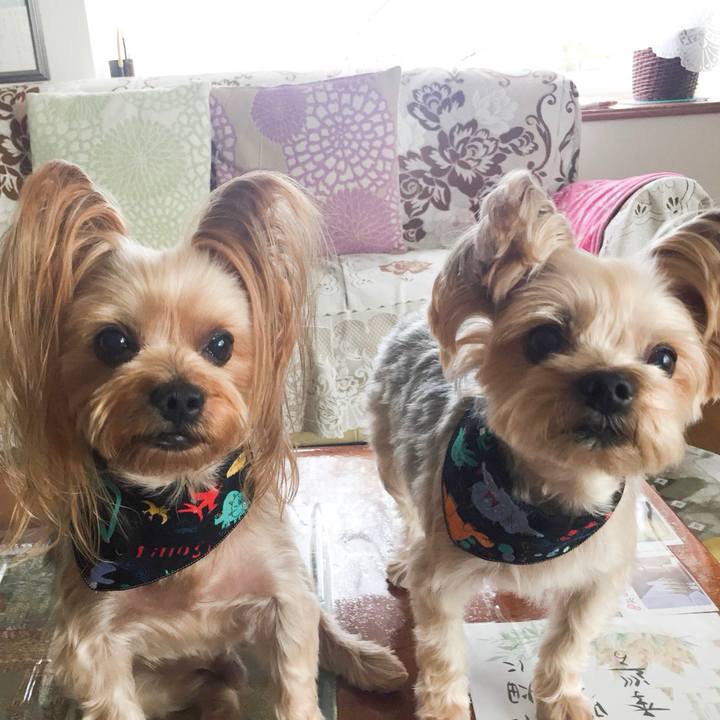 662a7dc3 fcf5 4af7 b8ad 56195ecff71a 1542101090880