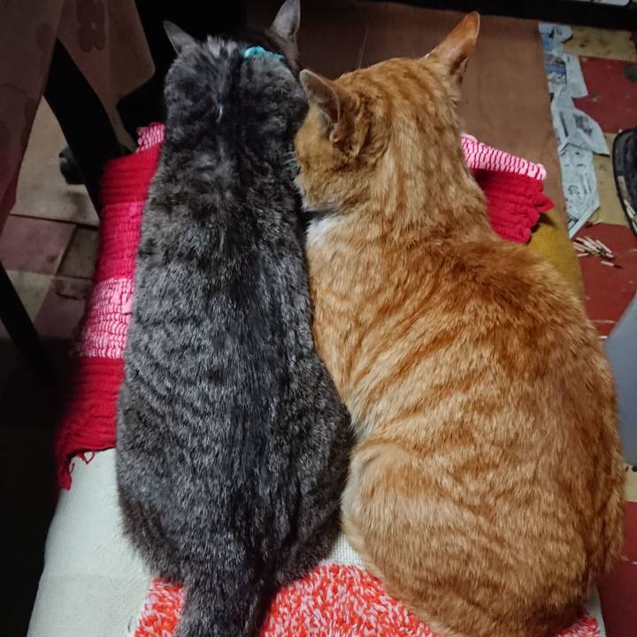 662ec1a4 ced6 405a 99b4 7b19a66de6fe 1554546708923