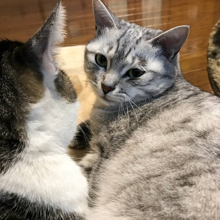 662fdb21 9de9 4f0a 86de bc918c89c1c7 1512945687702