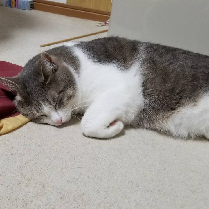 6631e84d 0dad 4a65 8ad4 e5ddda523254 1510658830656