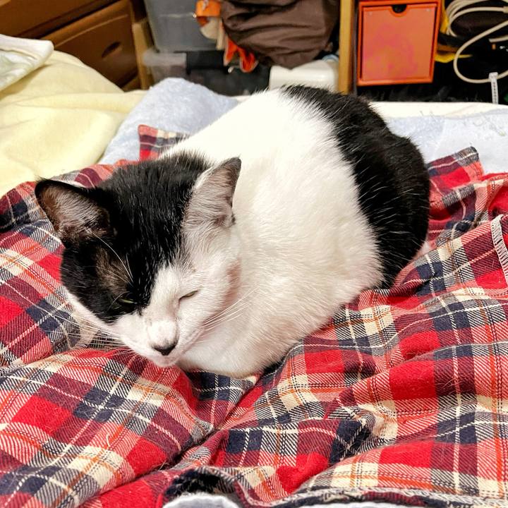 663424df 6909 4edc 907d c74fda886dee 1731297220473