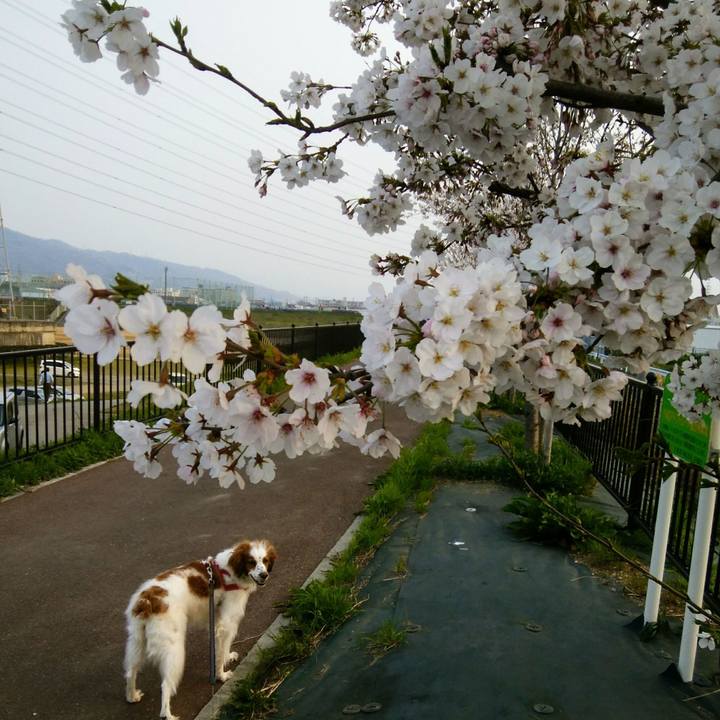 66363391 18a8 4534 938d 64b37cba9ad6 1554638557926