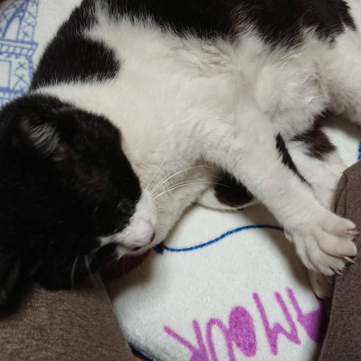 66367ed0 aa6a 4a3a 87f8 c27dab987775 1635335282799