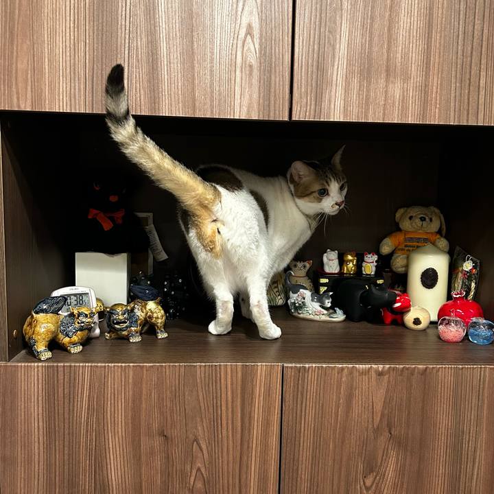 66372fad ef4c 43b0 9e19 28471edcfc0d 1761226978310