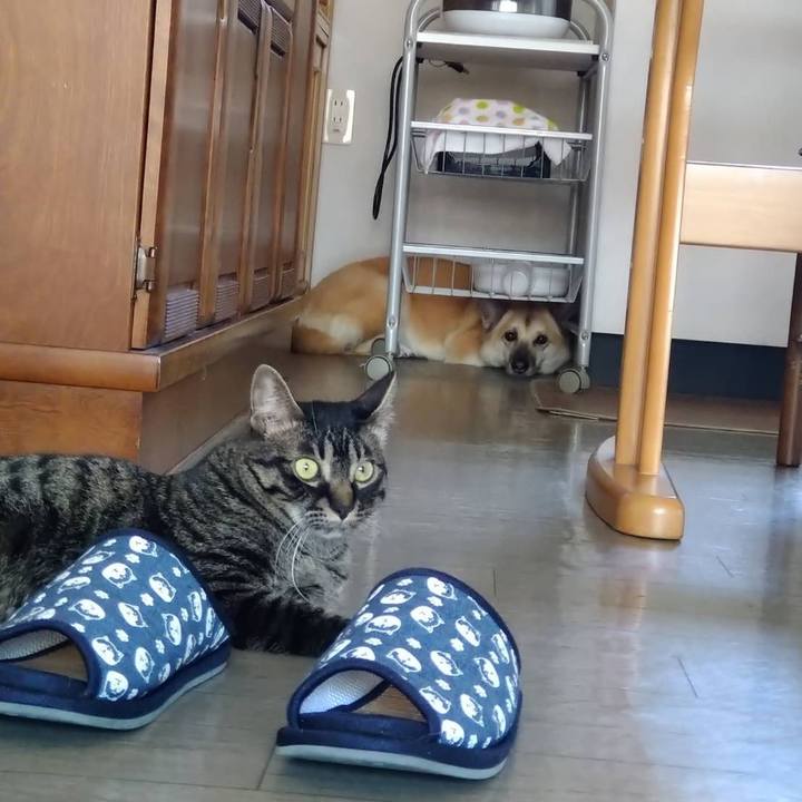 663b3b77 6125 42ef 8e73 c09c21ed1f6c 1596271442474