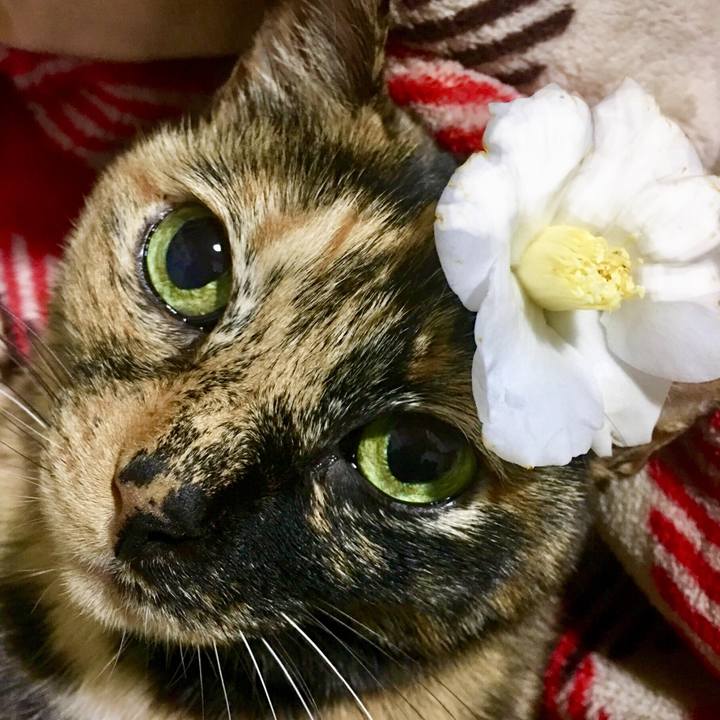 663dba88 3d97 4925 80b6 1632f1ca9600 1517846029651