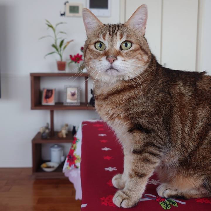 66402548 ee63 40b1 9830 800838bed275 1766383972735