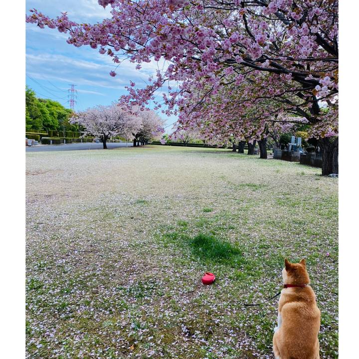 6642f0fa e815 4934 88fd 84672a2cdc4e 1618016004695