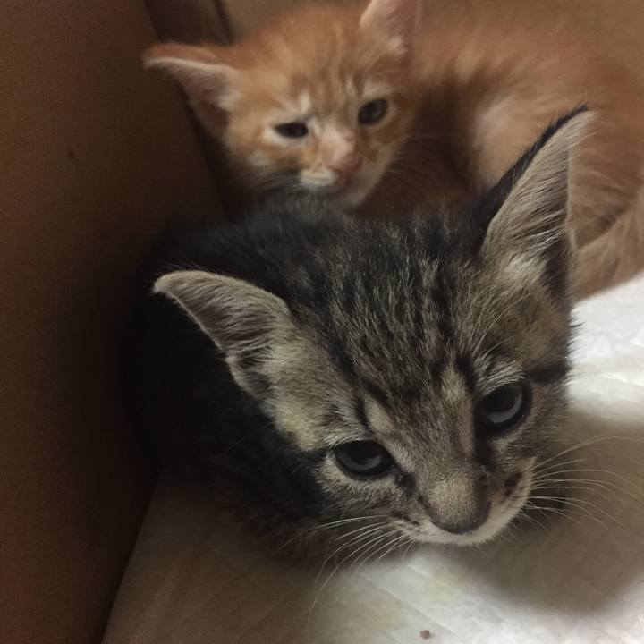 664459d1 1b87 40b1 ab17 c1c54cb7ea2a 1533345718028