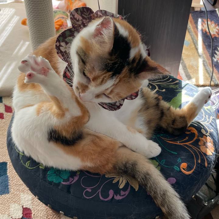 66450b07 3185 4fd3 b06d 3ca5e62ac797 1750490905155