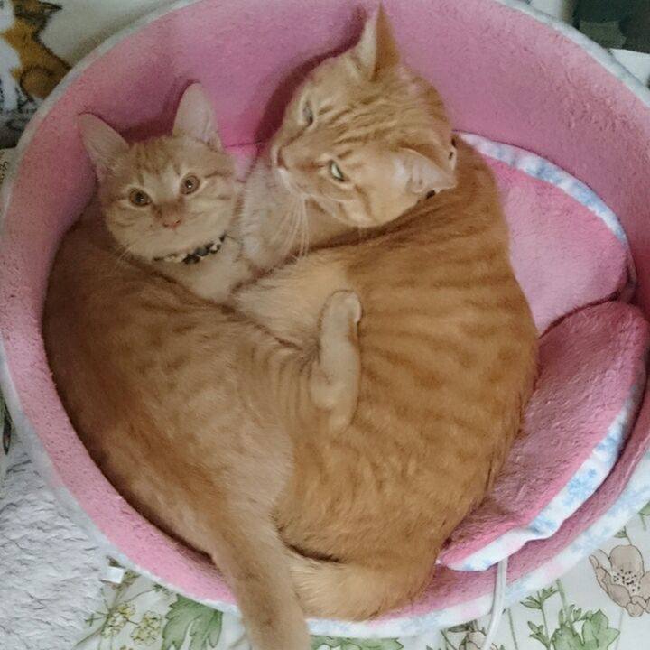 6645421d 8084 4b9a 81d7 fb8b9c6beab9 1543440105480