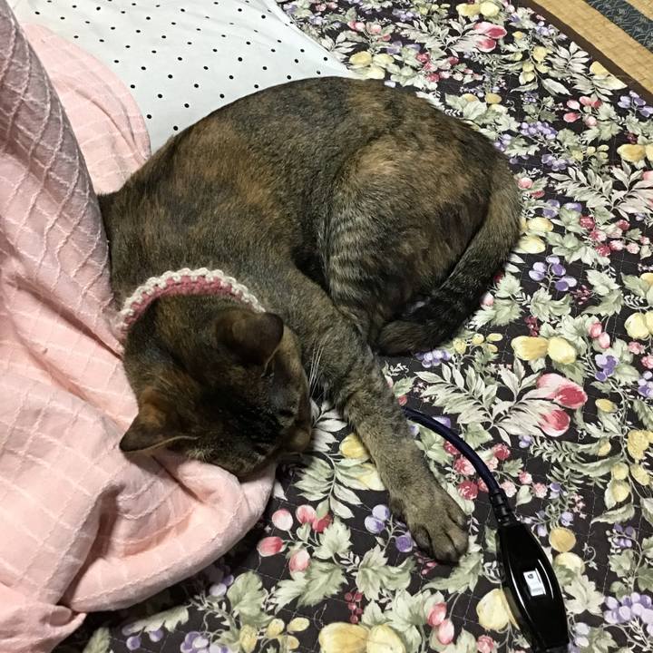 66469408 5284 43bf bed3 7b1e69a5d038 1654492756617