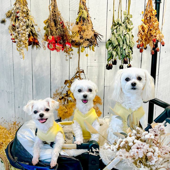 664ae25e 1d34 4d52 9007 0c8d0f9b9828 1678433383026