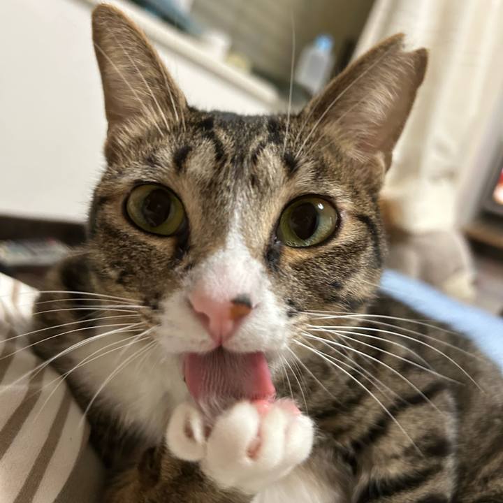 664d3c4c 038b 4322 aa41 788924a01c35 1763902975733