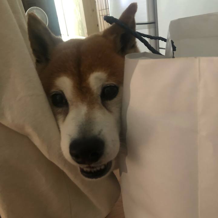 664efc67 3a9a 42bf 8780 09398ac41e08 1559354237348