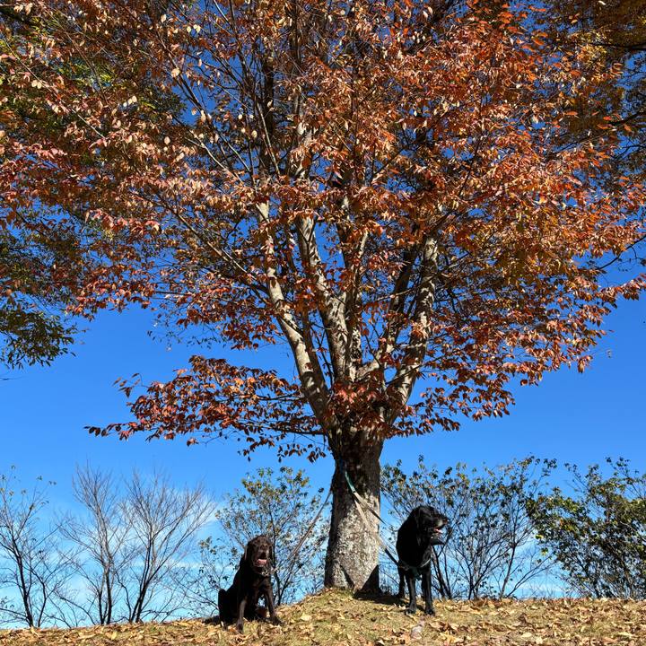 66552c78 3178 499e 967b 2b833fd19044 1763206502396