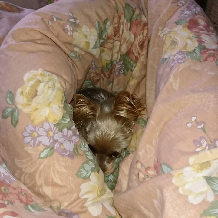 6655c45e b2f1 4034 b7b5 33e909fcf160 1543452876820