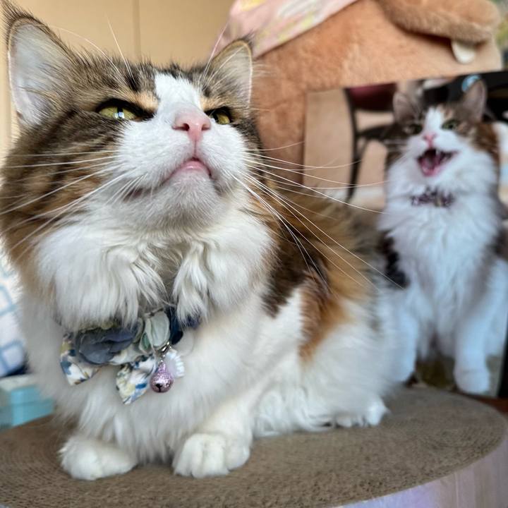 66565782 d806 4778 9b28 fb996b17544f 1762305886905