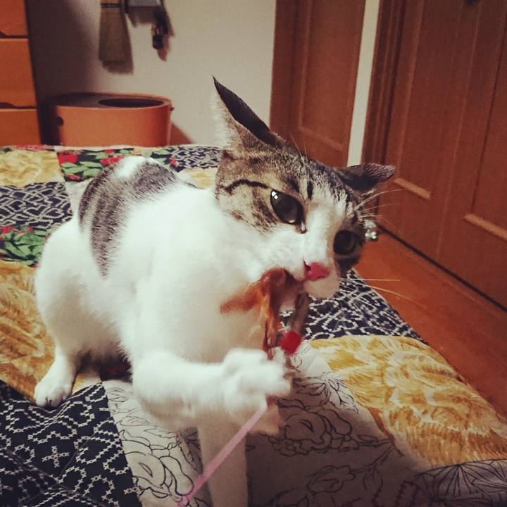 6658e112 c473 41ad baa1 254333c96f62 1509865158343