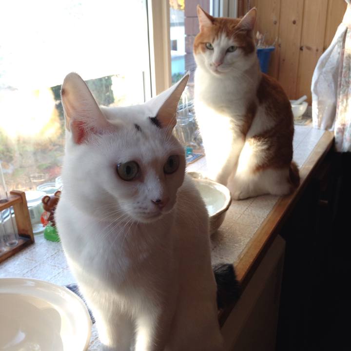 665d3c39 88a7 4f2c b344 5e8d63b5c47a 1508363701035