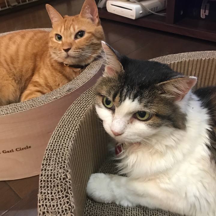 665e010f f36c 4f65 898b e503741ef1c0 1530280396070