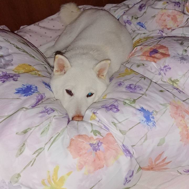 665e9a58 b14c 4fa8 bdf0 ede926e0c2d5 1539520730809