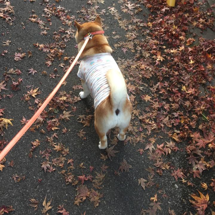 666875a5 6639 4b74 8ad8 bb645ecbca6f 1544157868660