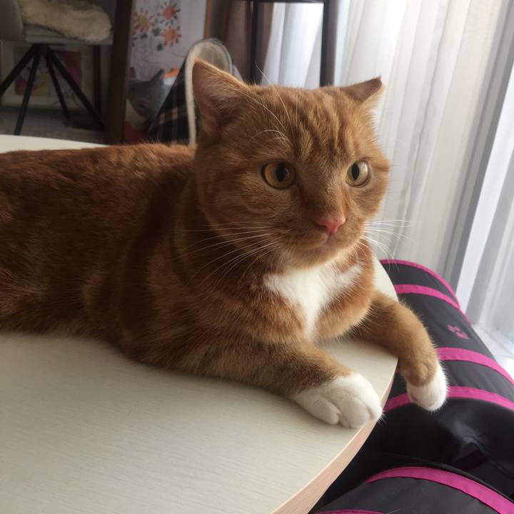 666b87ea 7add 4d6f b469 05ac631513e4 1531699739848