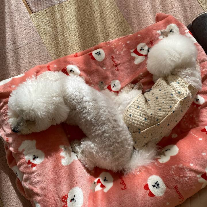 666c38fd 9814 41a4 b8f6 0e0c6adf4776 1766975895849