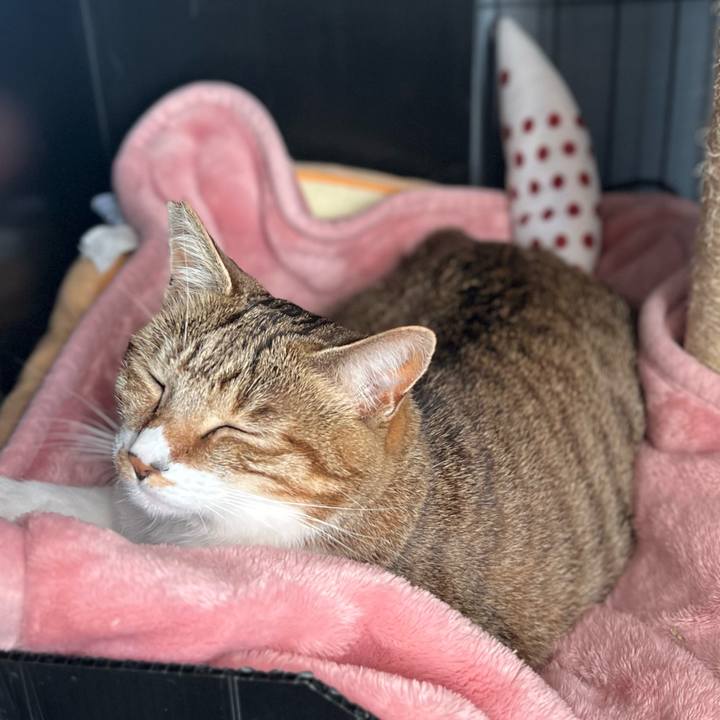 666d08a4 644e 496d 85b0 658749f3f9e1 1762523556158